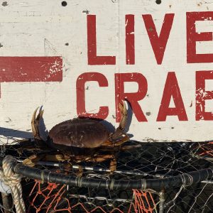 Live crab delivered in Sitka, Alaska.