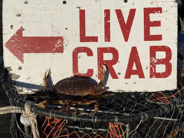 Live crab delivered in Sitka, Alaska.